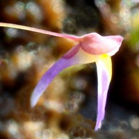 Utricularia striatula Sm.